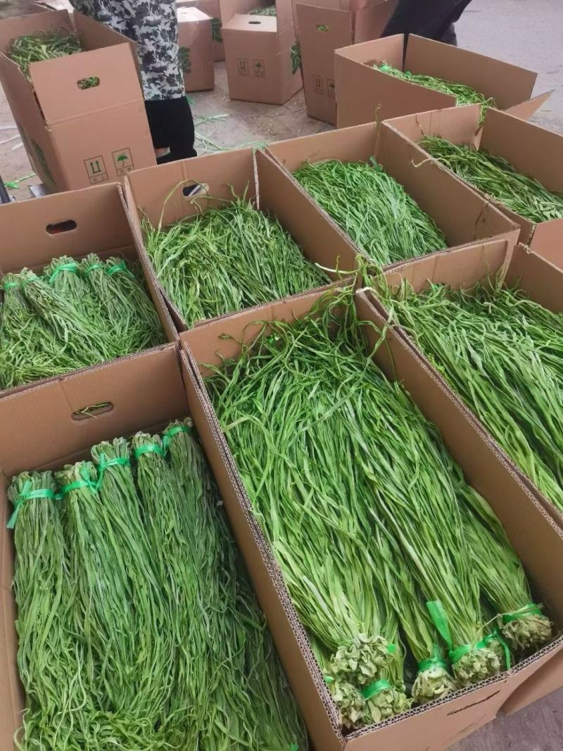 《贡菜干》云南精品贡菜干/产地直发/价格公道/欢迎来电