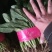 山西大同菠菜大叶菠菜基地直供量大从优欢迎联系真价