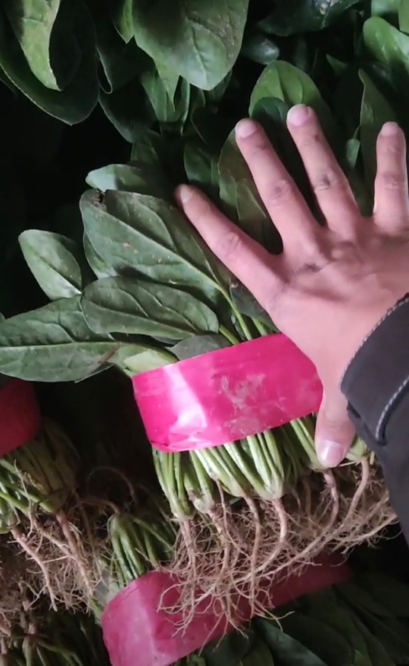 山西大同菠菜大叶菠菜基地直供量大从优欢迎联系真价