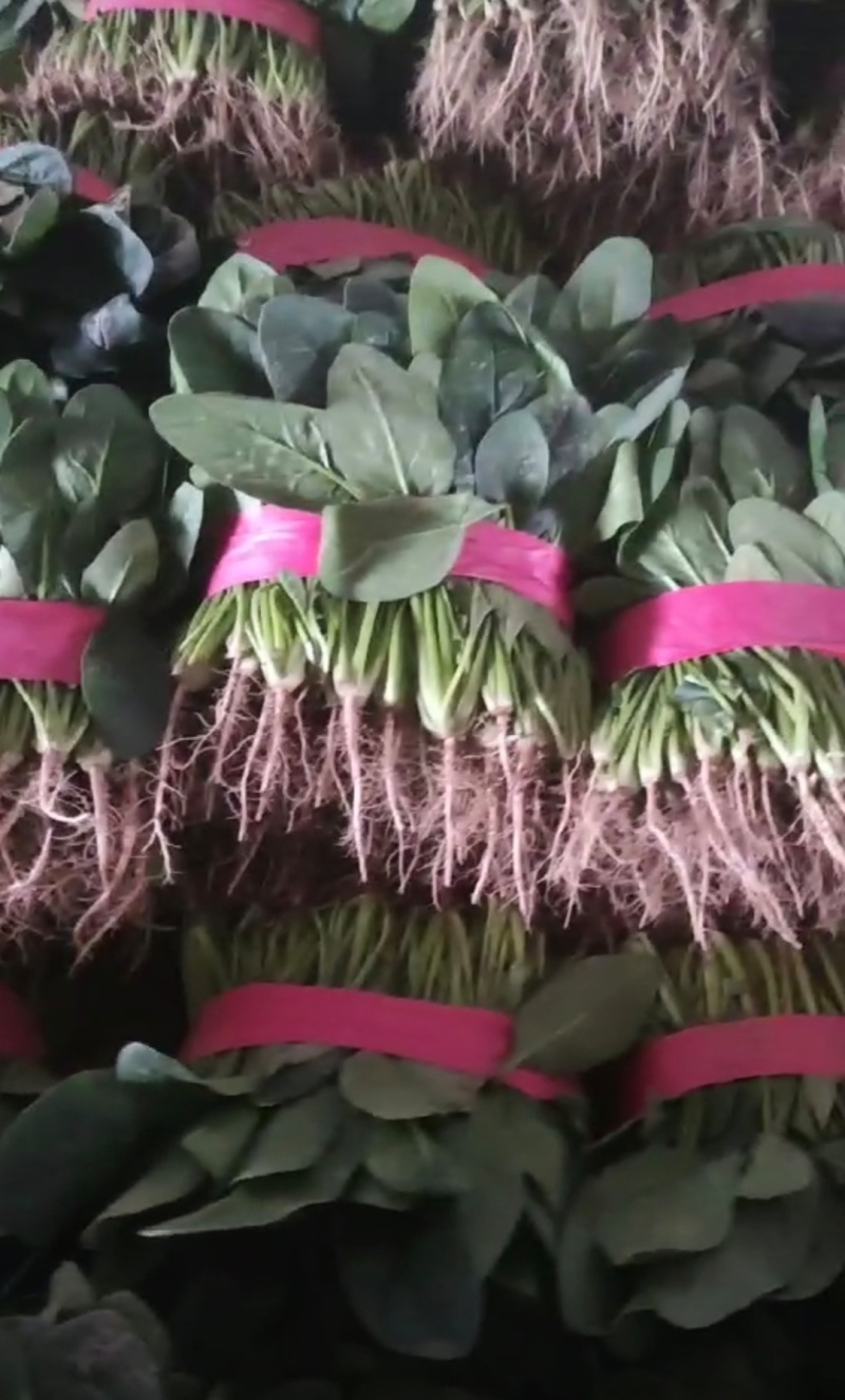 山西大同菠菜大叶菠菜基地直供量大从优欢迎联系真价