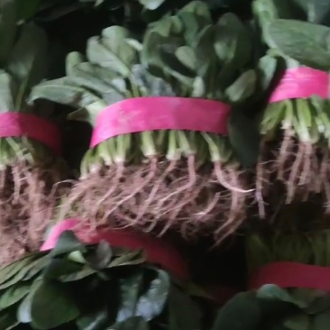 山西大同菠菜大叶菠菜基地直供量大从优欢迎联系真价
