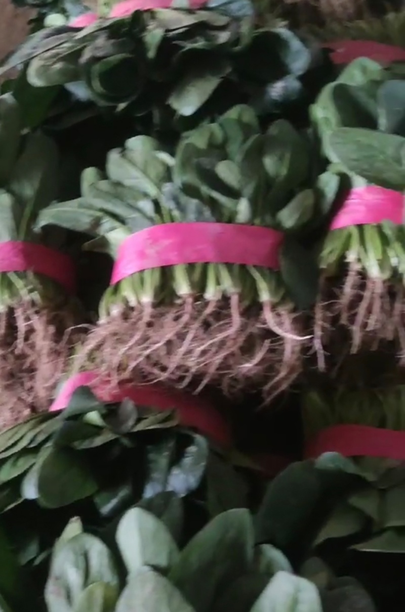 山西大同菠菜大叶菠菜基地直供量大从优欢迎联系真价