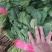 山西大同菠菜大叶菠菜基地直供量大从优欢迎联系真价