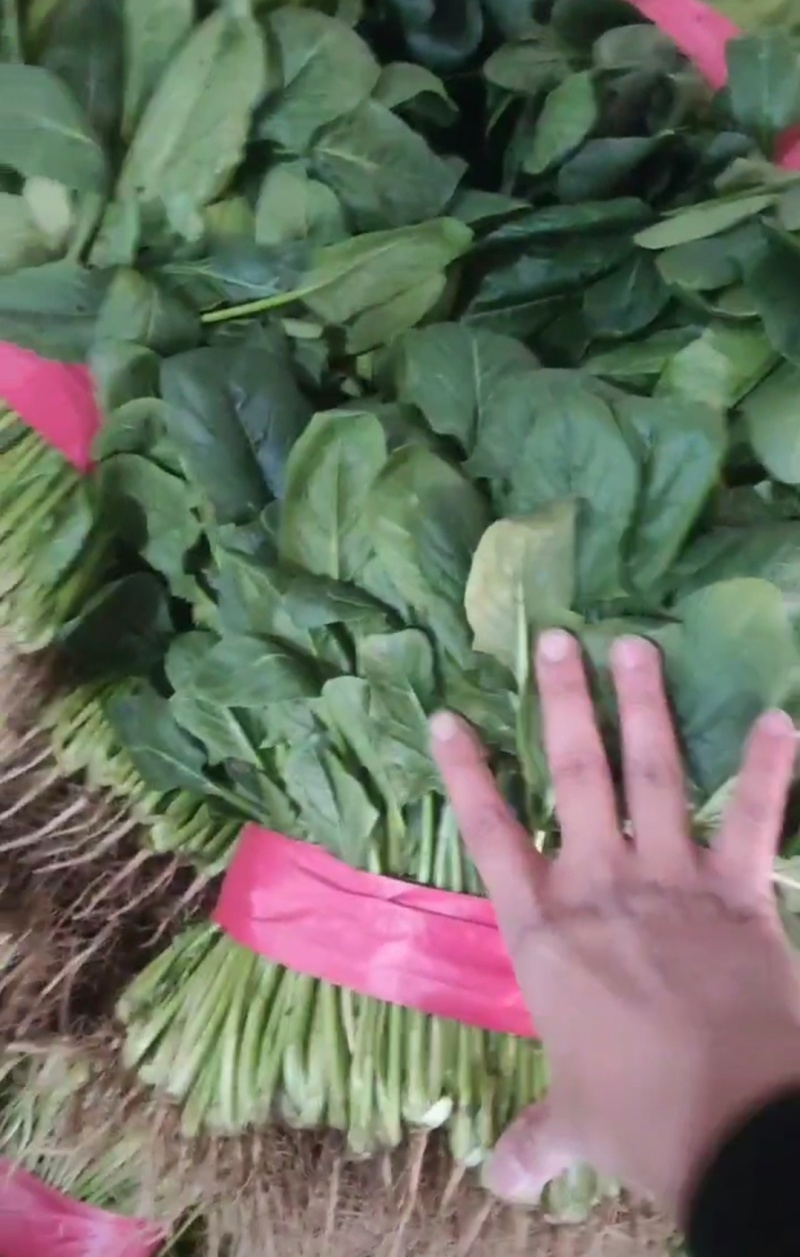 山西大同菠菜大叶菠菜基地直供量大从优欢迎联系真价