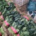山西大同菠菜大叶菠菜基地直供量大从优欢迎联系真价