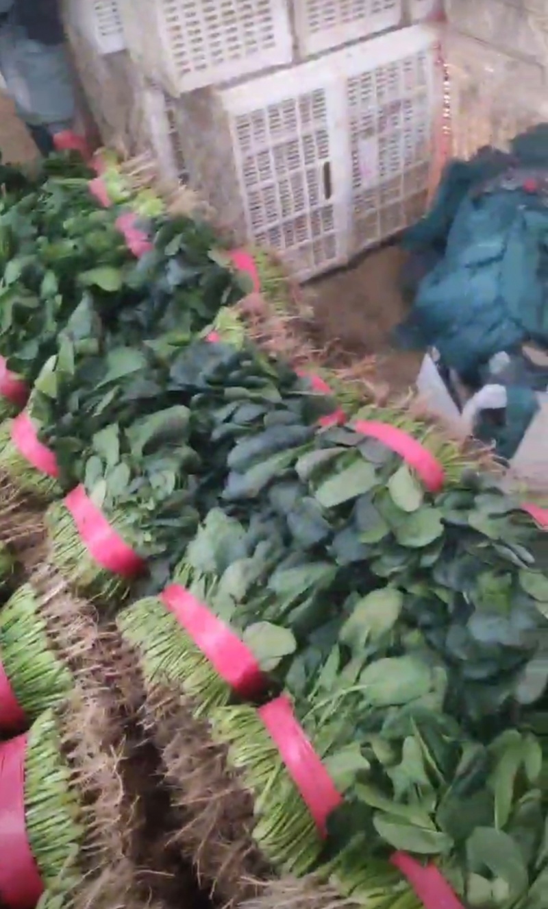 山西大同菠菜大叶菠菜基地直供量大从优欢迎联系真价