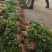 推荐山西香菜大叶香菜货源充足一手货源实力代发全国