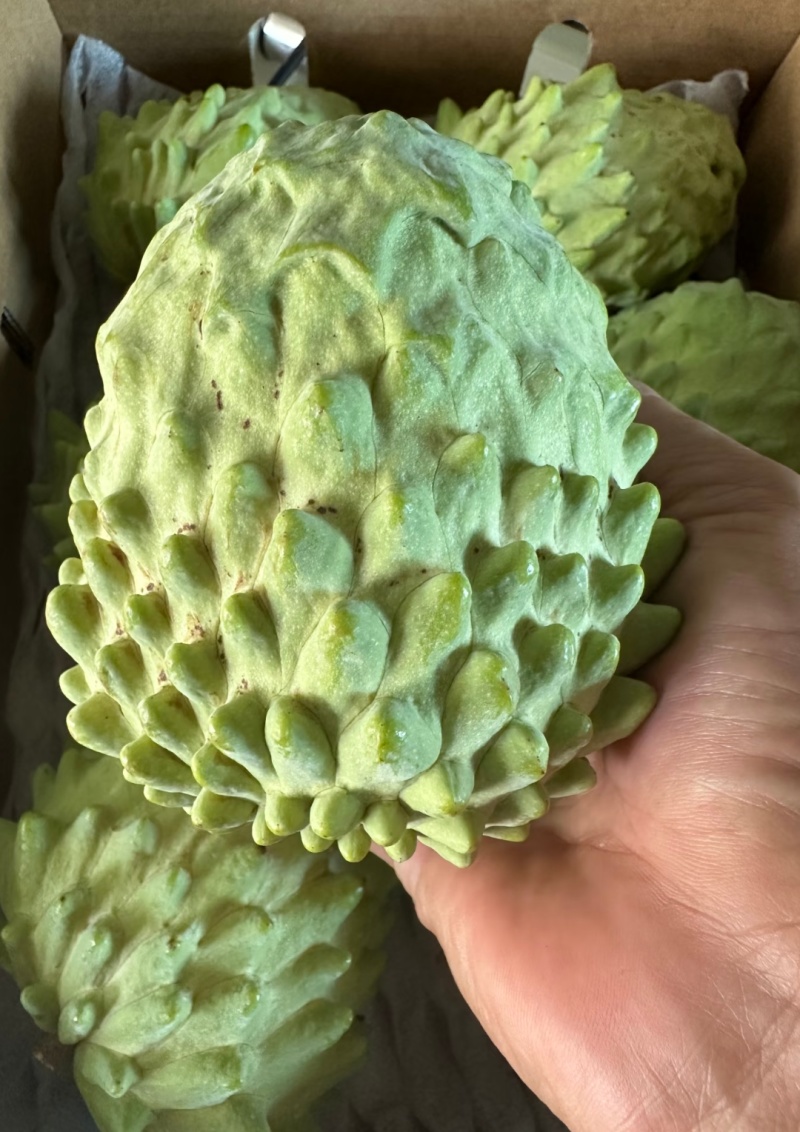 凤梨释迦果批发