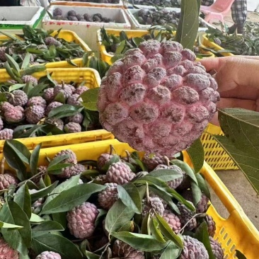 玫瑰释迦果原头货源