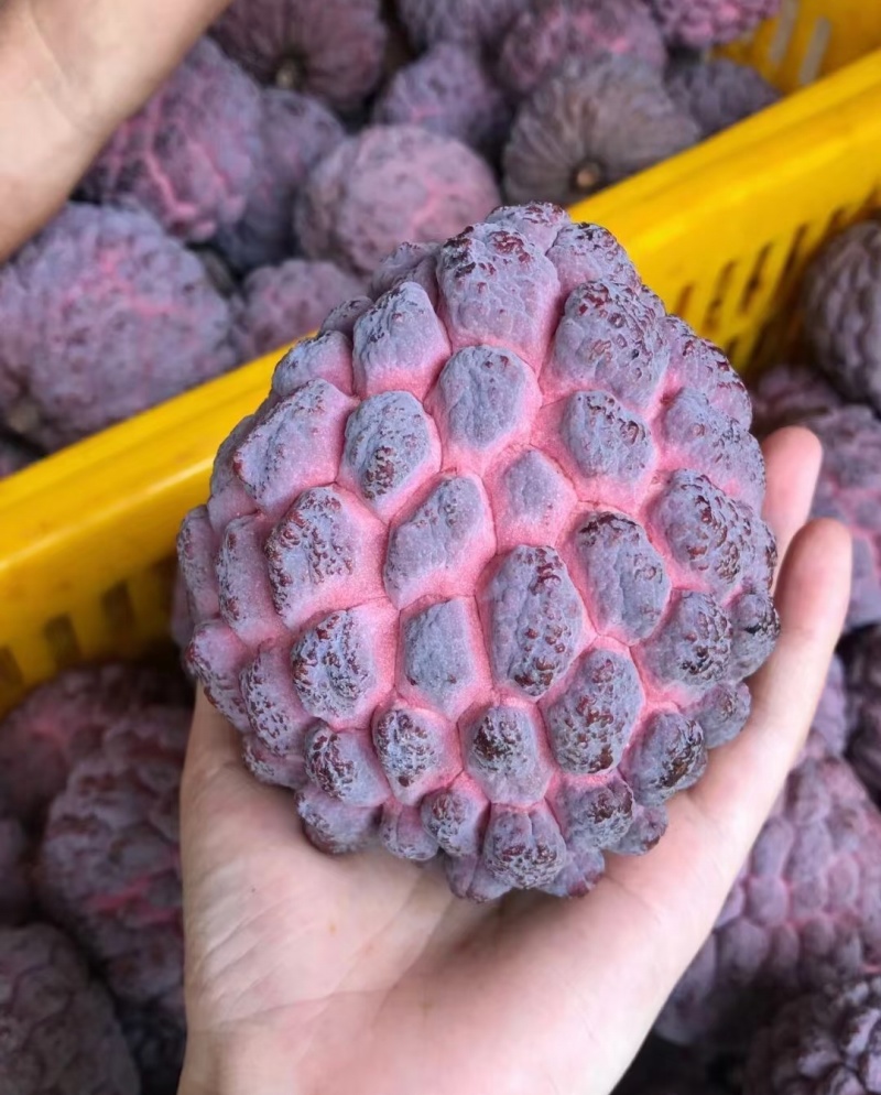 玫瑰释迦果原头货源