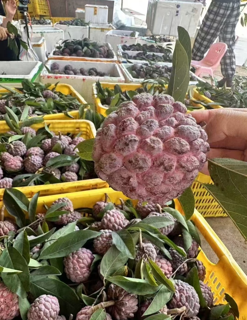 玫瑰释迦果原头货源