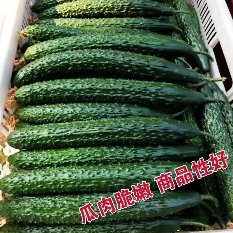 黄瓜种子翔瑞917黄瓜种子黑亮型杂交黄瓜种子抗病高产黄瓜