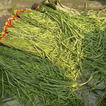 贡菜安徽涡阳新季贡菜大量上市，欢迎采购