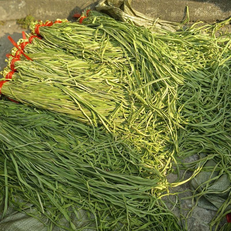 贡菜安徽涡阳新季贡菜大量上市，欢迎采购