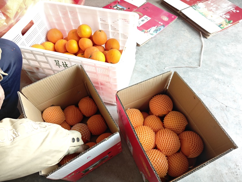 秭归九月红果冻橙——现摘爆汁无渣，可以吸的鲜橙