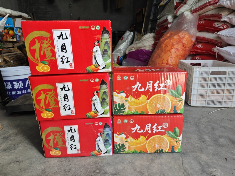 秭归九月红果冻橙——现摘爆汁无渣，可以吸的鲜橙
