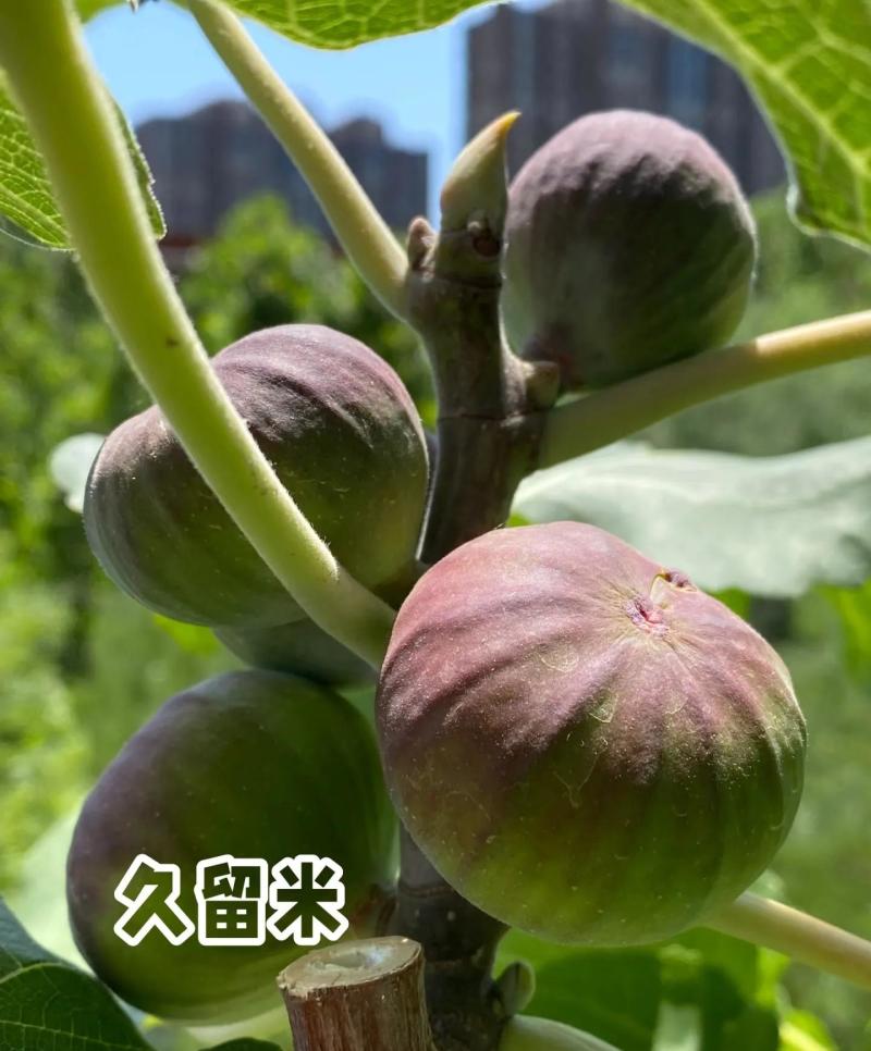 久留米黑甜苗品质保证服务周到产地直发价格美丽