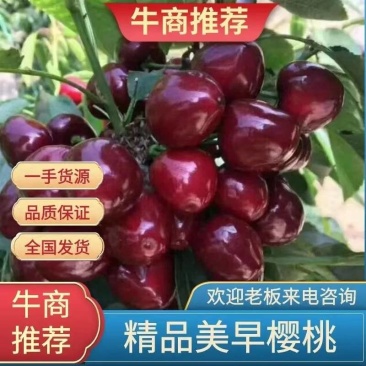 山东冠县露天美早樱桃，布鲁克斯，萨米托大量上市，产地直供
