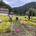 大量岗梅苗出售，欢迎需要的老板实地选购！