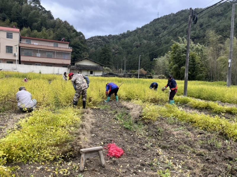 大量岗梅苗出售，欢迎需要的老板实地选购！