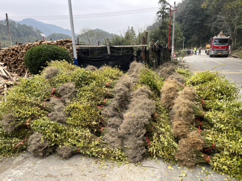 大量岗梅苗出售，欢迎需要的老板实地选购！