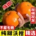 爆汁武鸣沃柑！日销10万斤的**源头，果园直供，千斤起批价