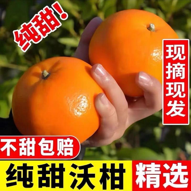 爆汁武鸣沃柑！日销10万斤的**源头，果园直供，千斤起批价