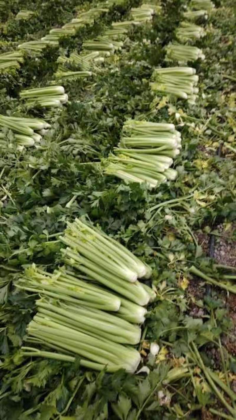 推荐福建芹菜西芹剁头芹菜基地直供量大从优欢迎联