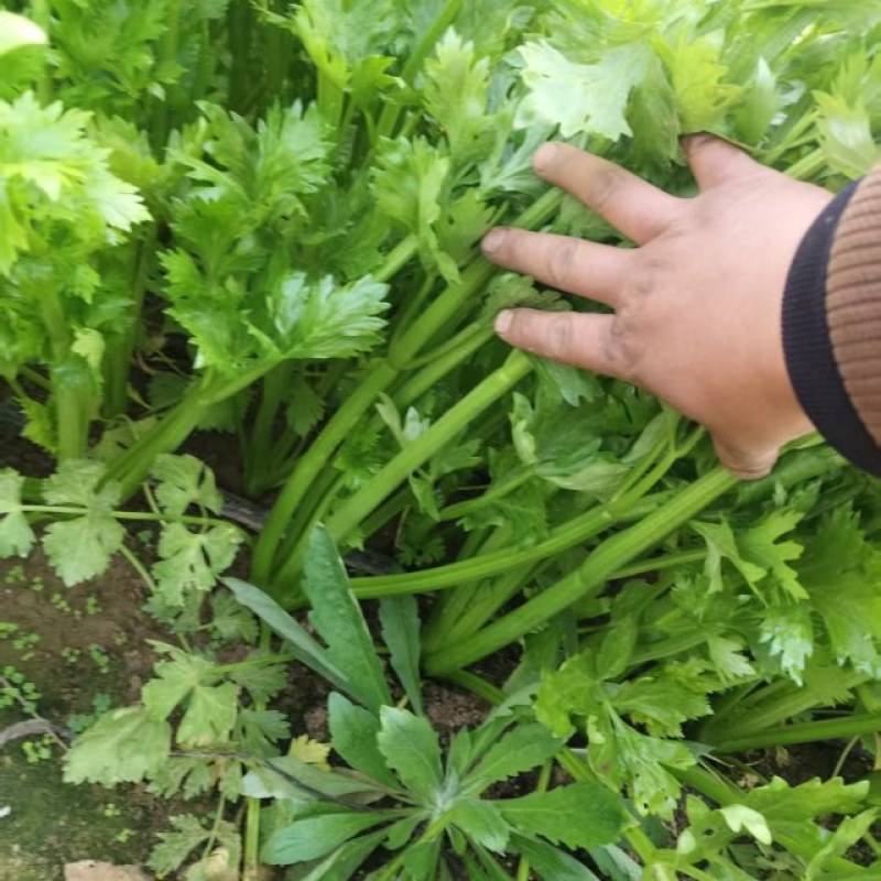 西芹