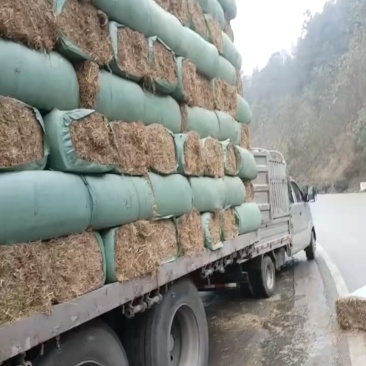 江西优质干稻草（小方包无土无霉变水分在16%左右）