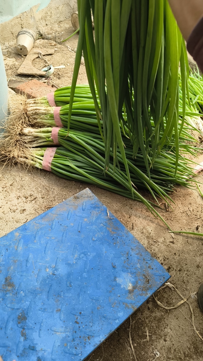 大连精品小葱自家大棚种植安全放心产地直发新鲜到达