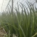 大连精品小葱自家大棚种植安全放心产地直发新鲜到达