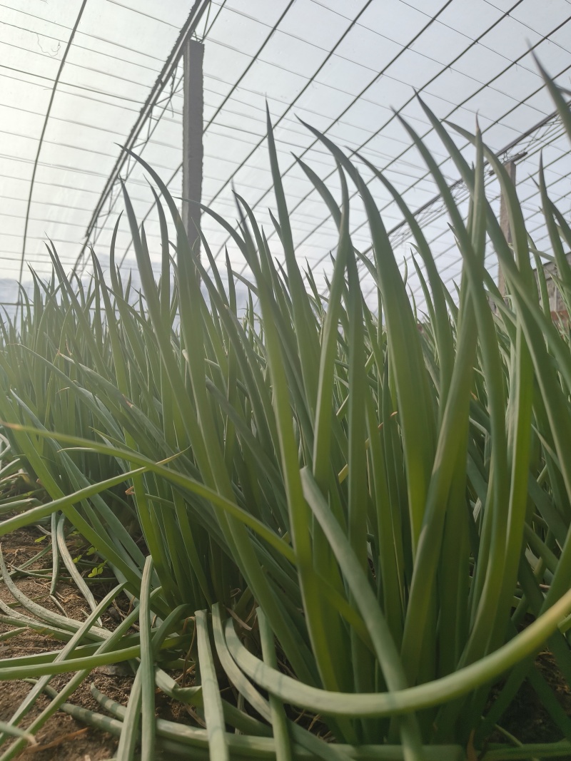 大连精品小葱自家大棚种植安全放心产地直发新鲜到达
