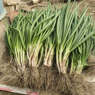 大连精品小葱自家大棚种植安全放心产地直发新鲜到达