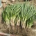大连精品小葱自家大棚种植安全放心产地直发新鲜到达