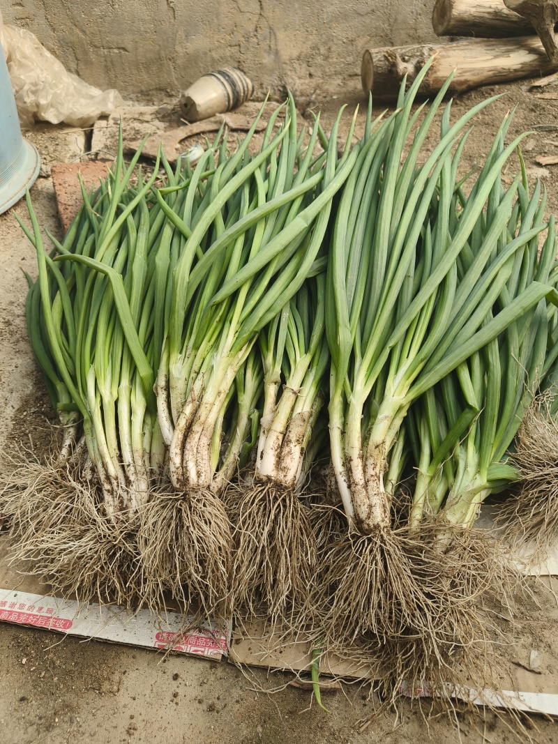 大连精品小葱自家大棚种植安全放心产地直发新鲜到达