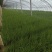 大连精品小葱自家大棚种植安全放心产地直发新鲜到达