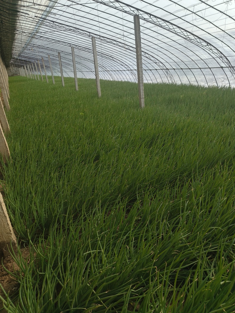 大连精品小葱自家大棚种植安全放心产地直发新鲜到达