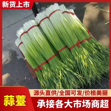江苏精品蒜台一手货源量大从优供应市场商超电商