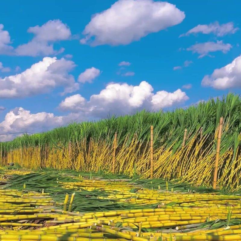 广西黄皮甘蔗/产地直发/自家种的/比苹果脆甜/全国发货