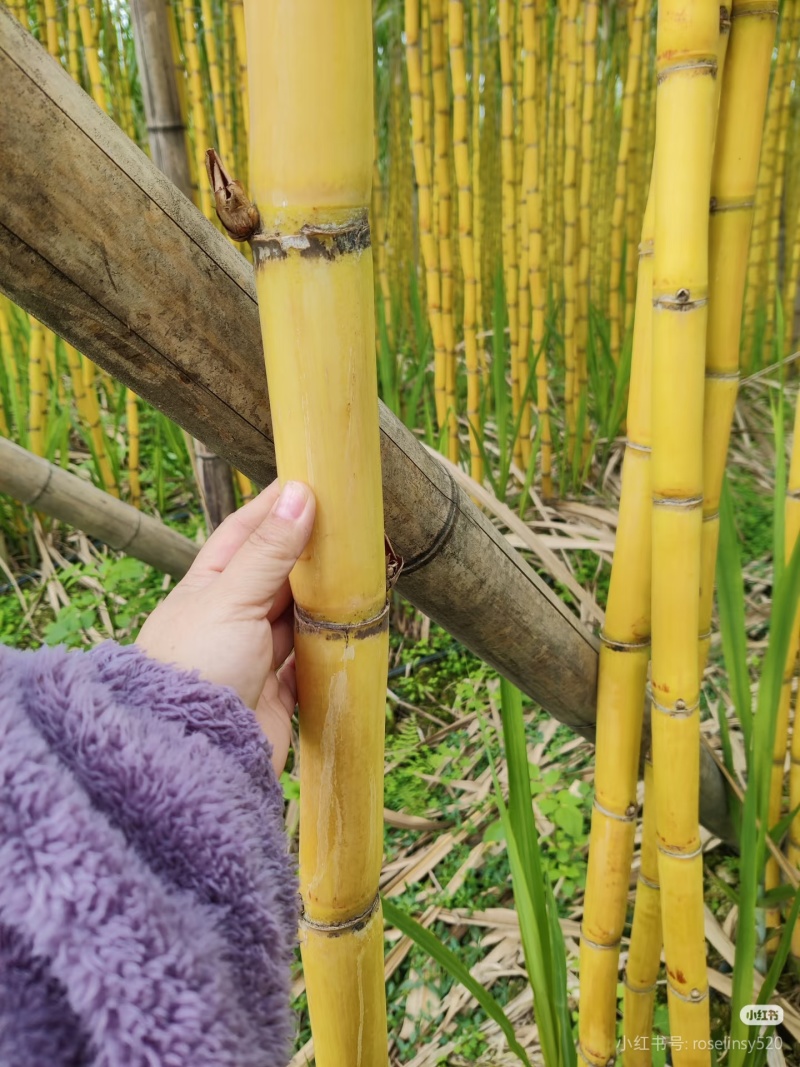 广西黄皮甘蔗/产地直发/自家种的/比苹果脆甜/全国发货