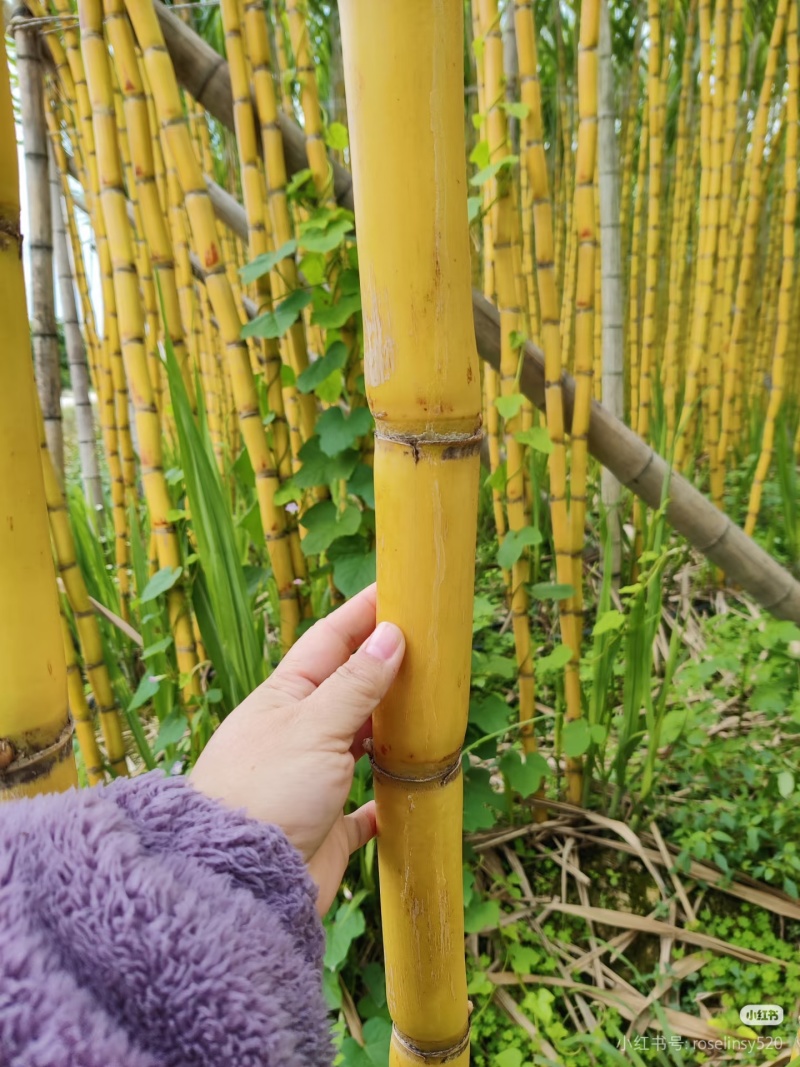广西黄皮甘蔗/产地直发/自家种的/比苹果脆甜/全国发货