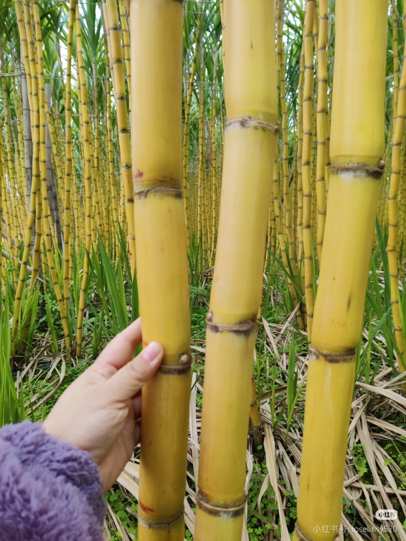广西黄皮甘蔗/产地直发/自家种的/比苹果脆甜/全国发货