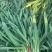 【推荐】精品江苏红根蒜苗大量供应一手货源量大优惠