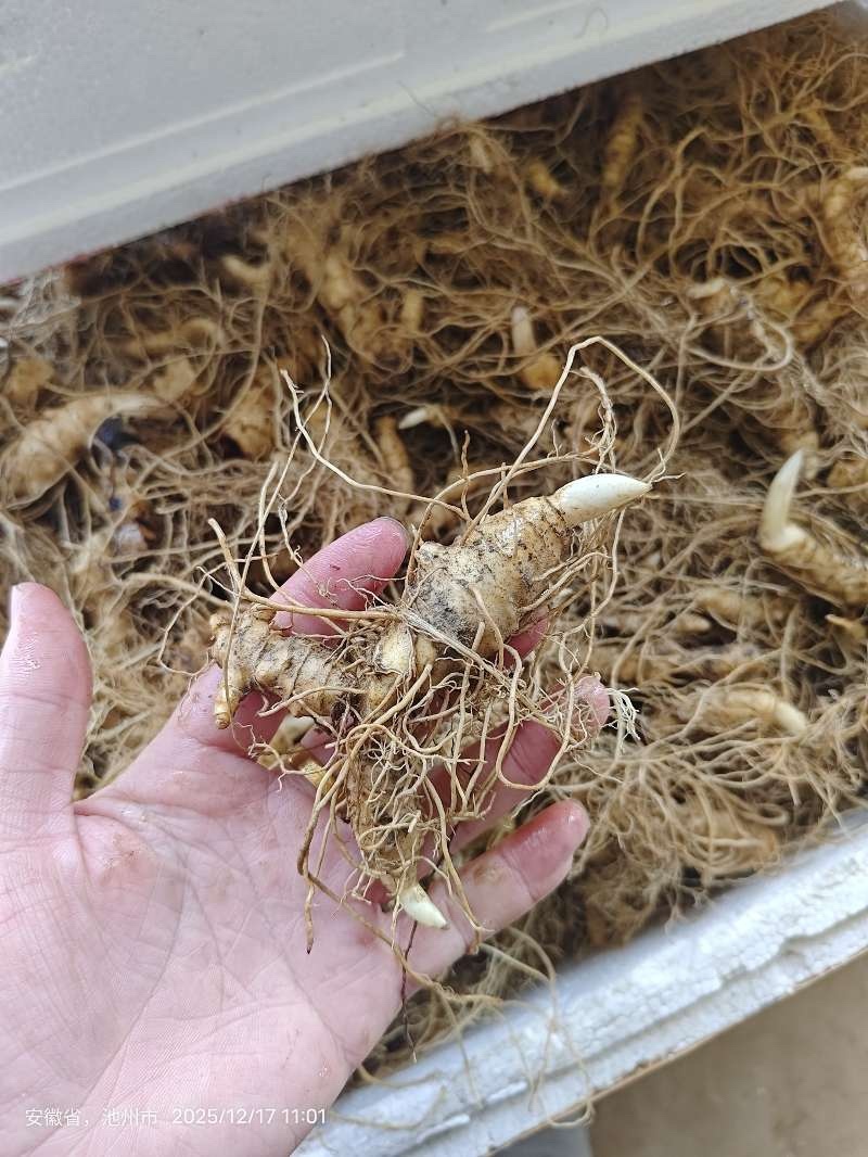 姜型多花甜黄精种苗1500米以下海拔常年不倒苗