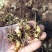姜型多花甜黄精种苗1500米以下海拔常年不倒苗