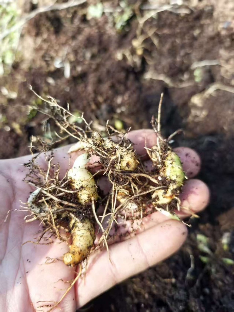 姜型多花甜黄精种苗1500米以下海拔常年不倒苗