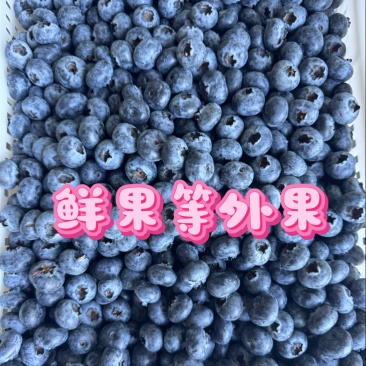 L25蓝莓鲜果等外果14+蓝莓高次鲜果次果云南蓝莓