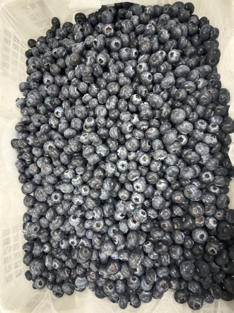 L25蓝莓鲜果等外果14+蓝莓高次鲜果次果云南蓝莓