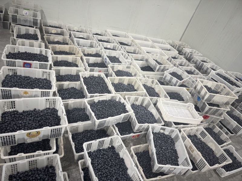 L25蓝莓鲜果等外果14+蓝莓高次鲜果次果云南蓝莓